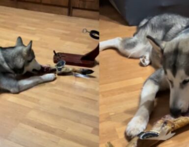 Husky mangia il prosciutto della sua padrona