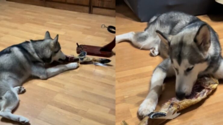 Husky mangia il prosciutto della sua padrona