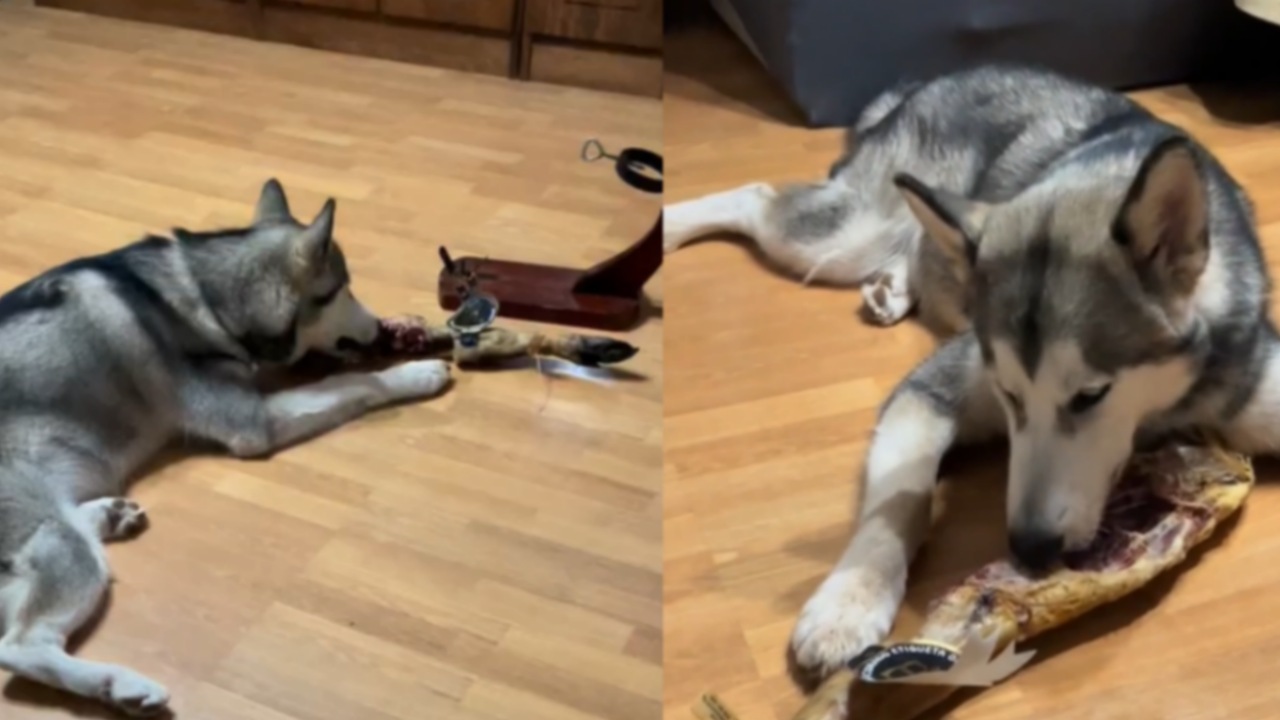 Husky mangia il prosciutto della sua padrona