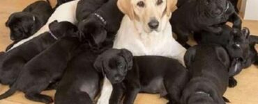 Un Labrador con i suoi cuccioli
