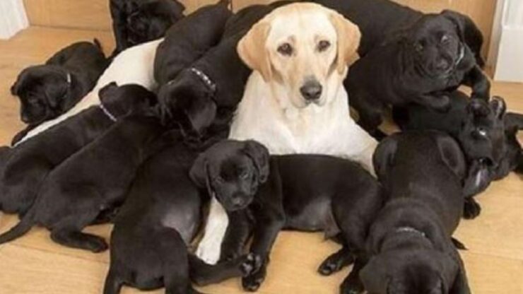 Un Labrador con i suoi cuccioli