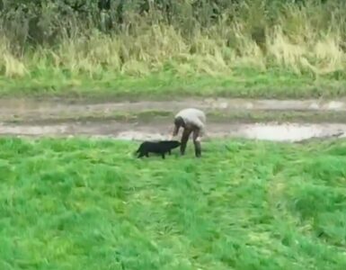 Labrador cieco ritrova il suo papà