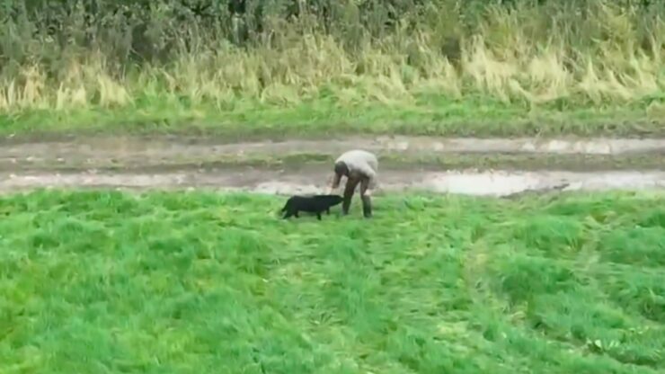 Labrador cieco ritrova il suo papà