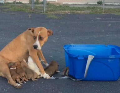 Mamma cane partorisce 9 cuccioli