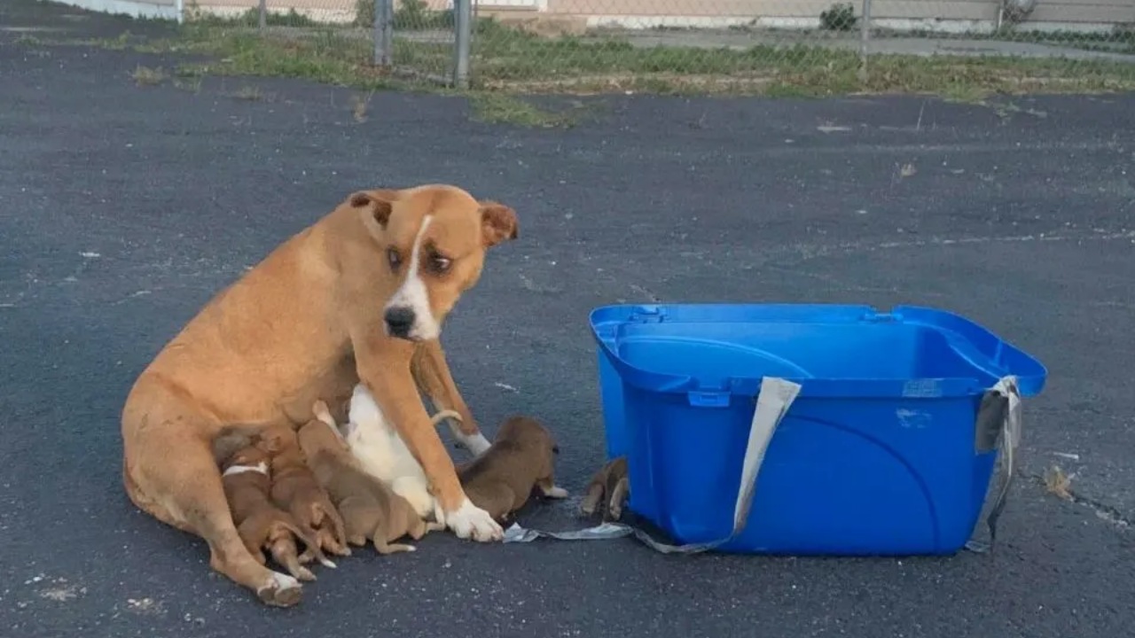 Mamma cane partorisce 9 cuccioli