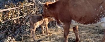 Mucca partorisce un vitello nel presepe vivente