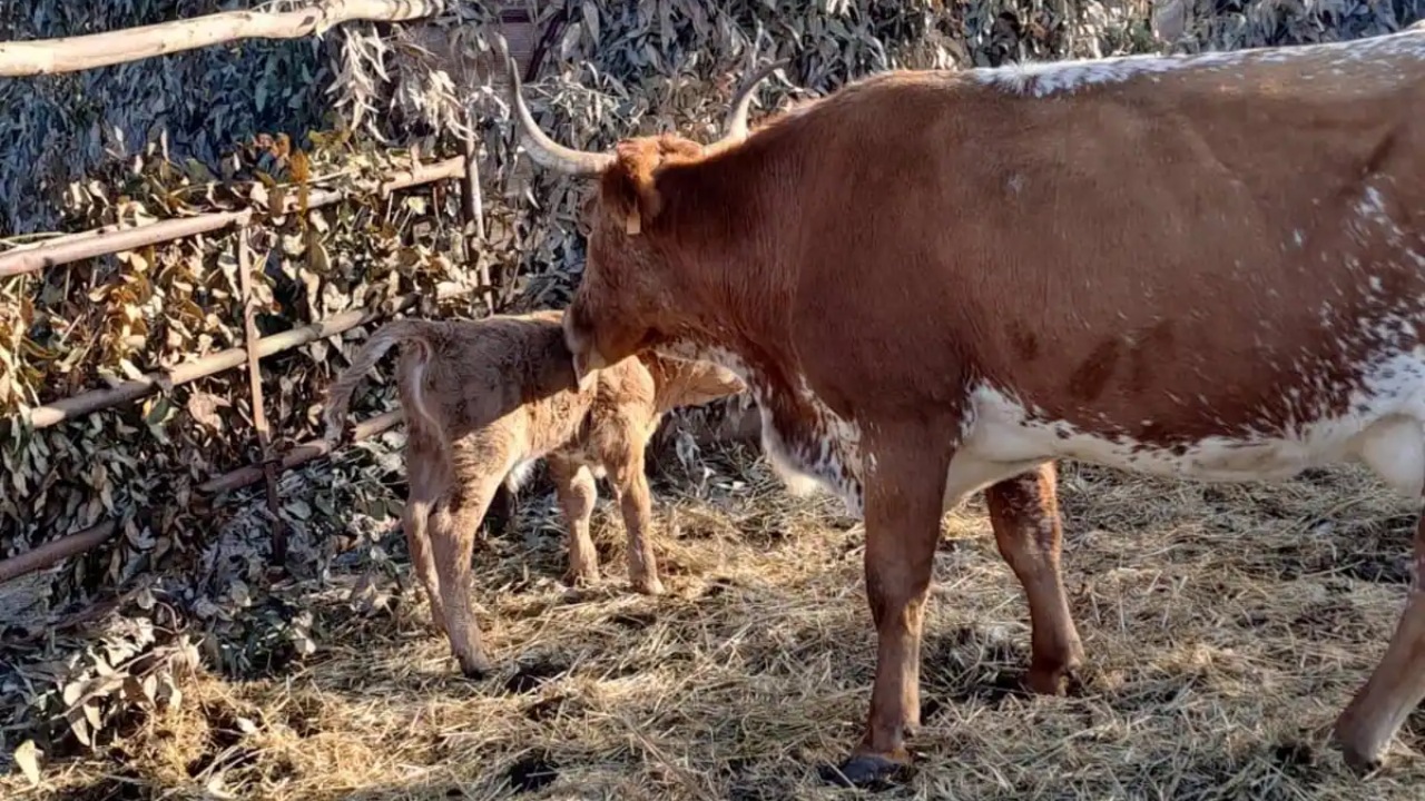 Mucca partorisce un vitello nel presepe vivente