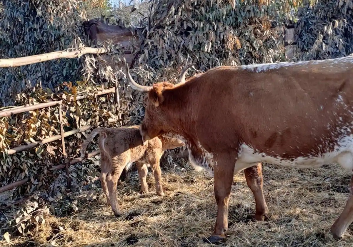 Mucca partorisce un vitello nel presepe vivente
