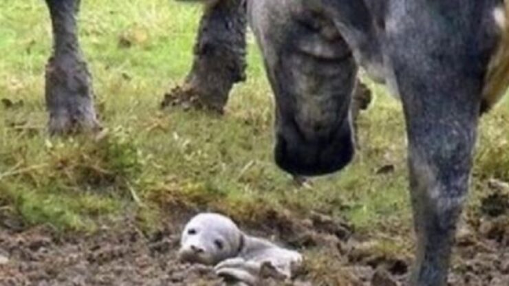 Mucche circondano una foca incastrata nel fango