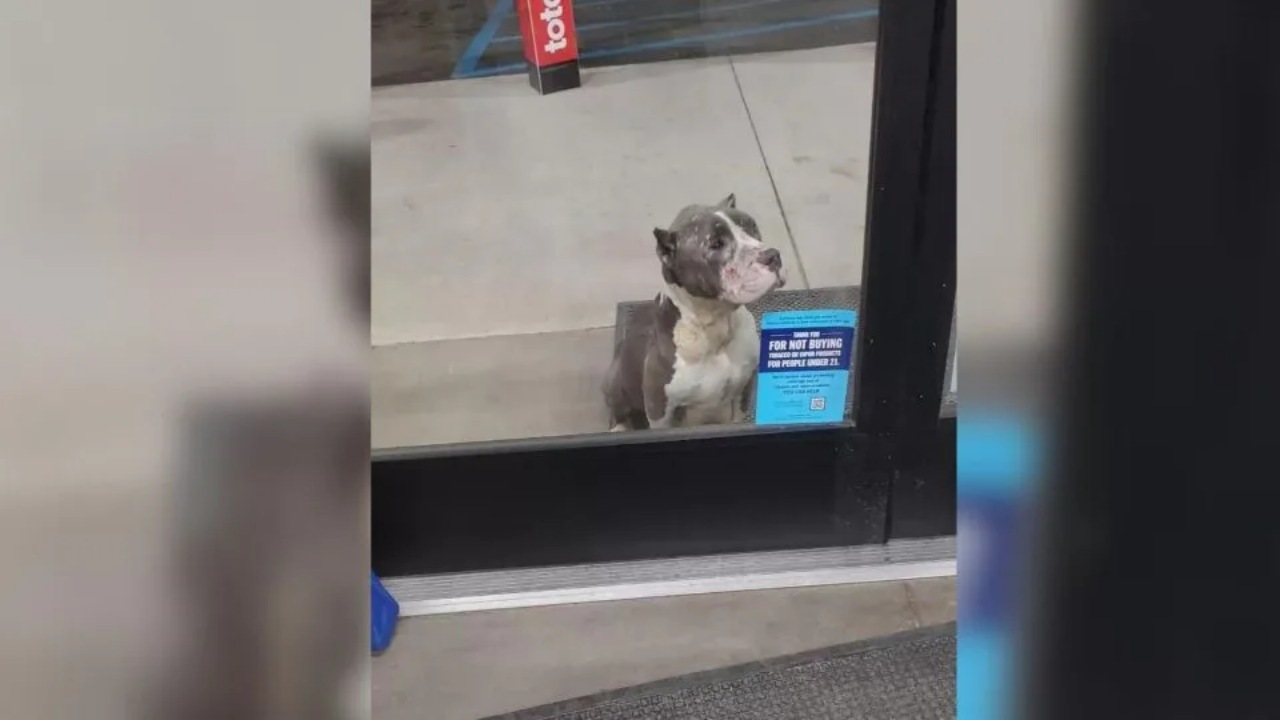 Pitbull conquista i passanti con il suo sguardo dolce