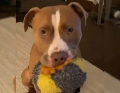 Pitbull trovato in una casa abbandonata