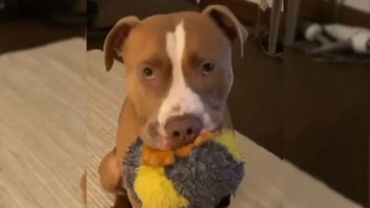Pitbull trovato in una casa abbandonata