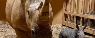 Rinoceronte bianco: dolce evento allo zoo di Atlanta
