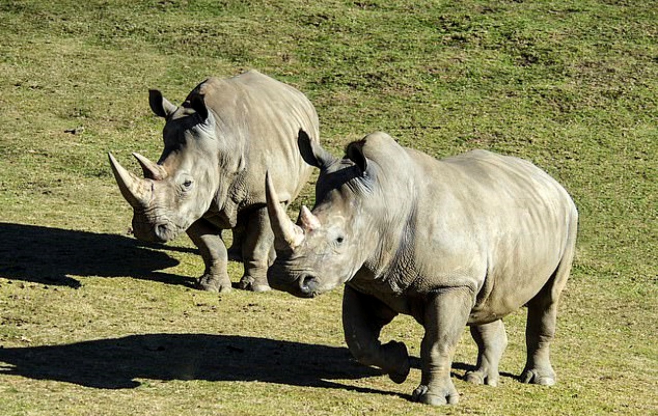 Rinoceronte bianco: dolce evento allo zoo di Atlanta