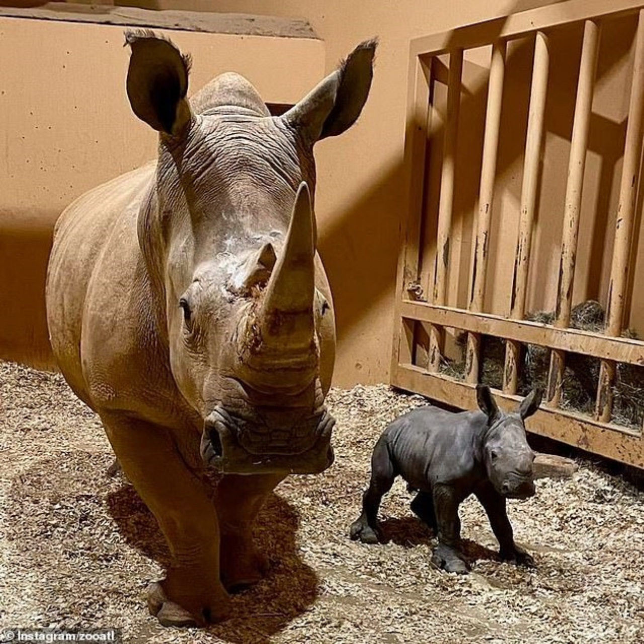 Rinoceronte bianco: dolce evento allo zoo di Atlanta