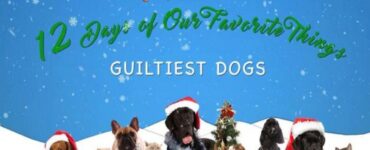 4 cani natale
