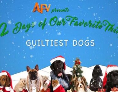 4 cani natale