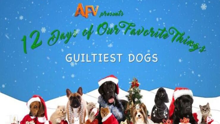 4 cani natale