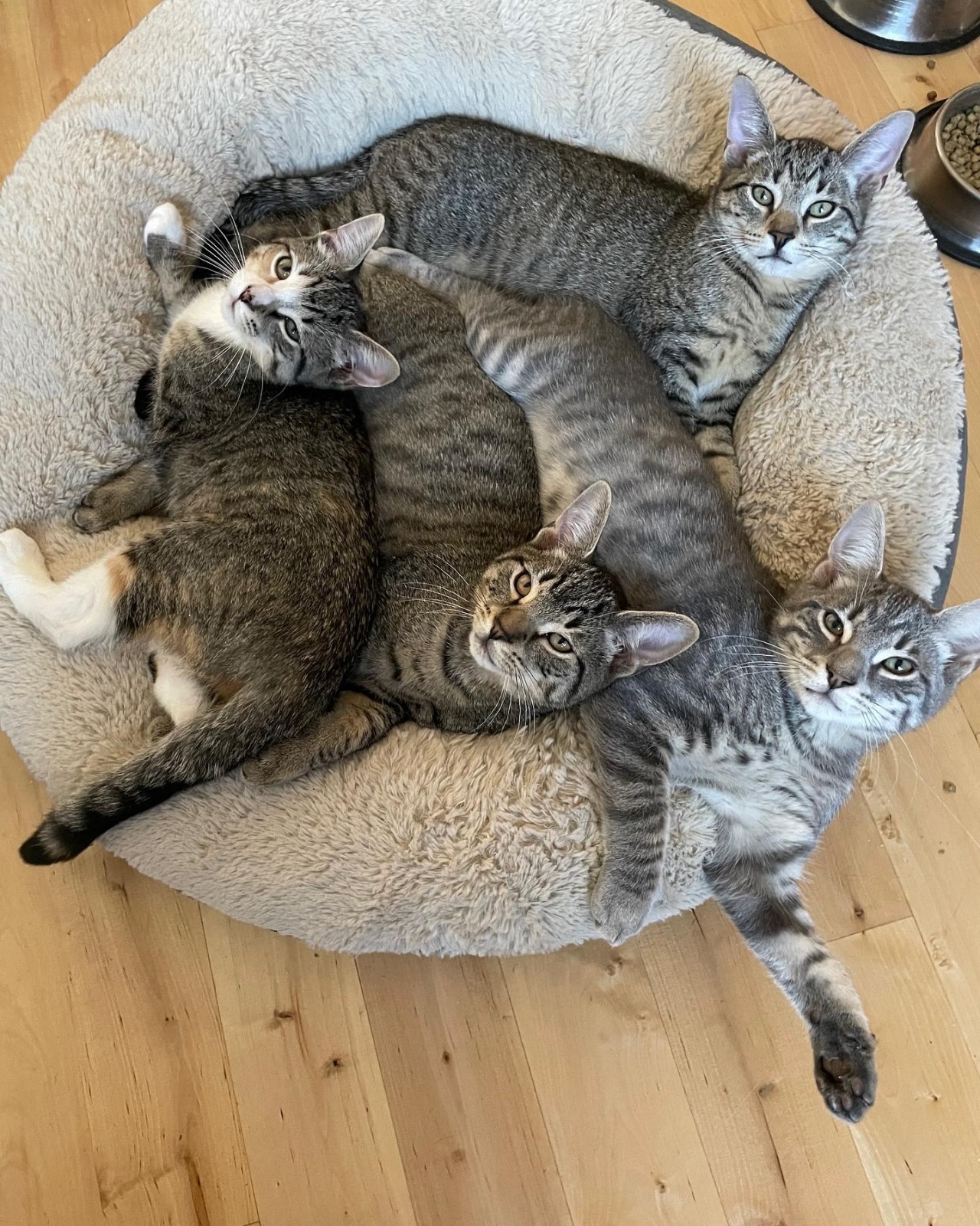 Uomo adotta una famiglia di gatti
