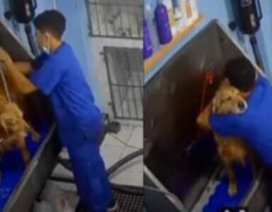 Veterinario balla con il cane