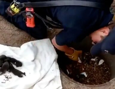 Vigili del fuoco salvano dei cuccioli di volpe rossa