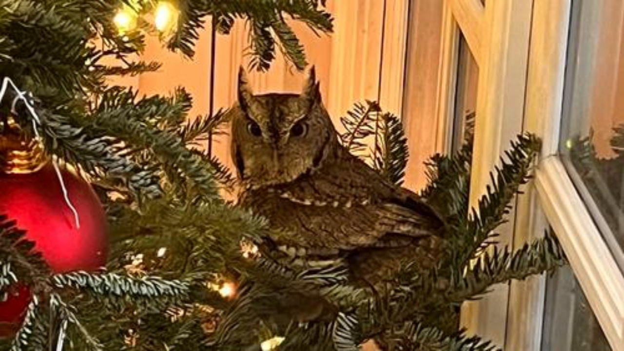 gufo in un albero di natale vero