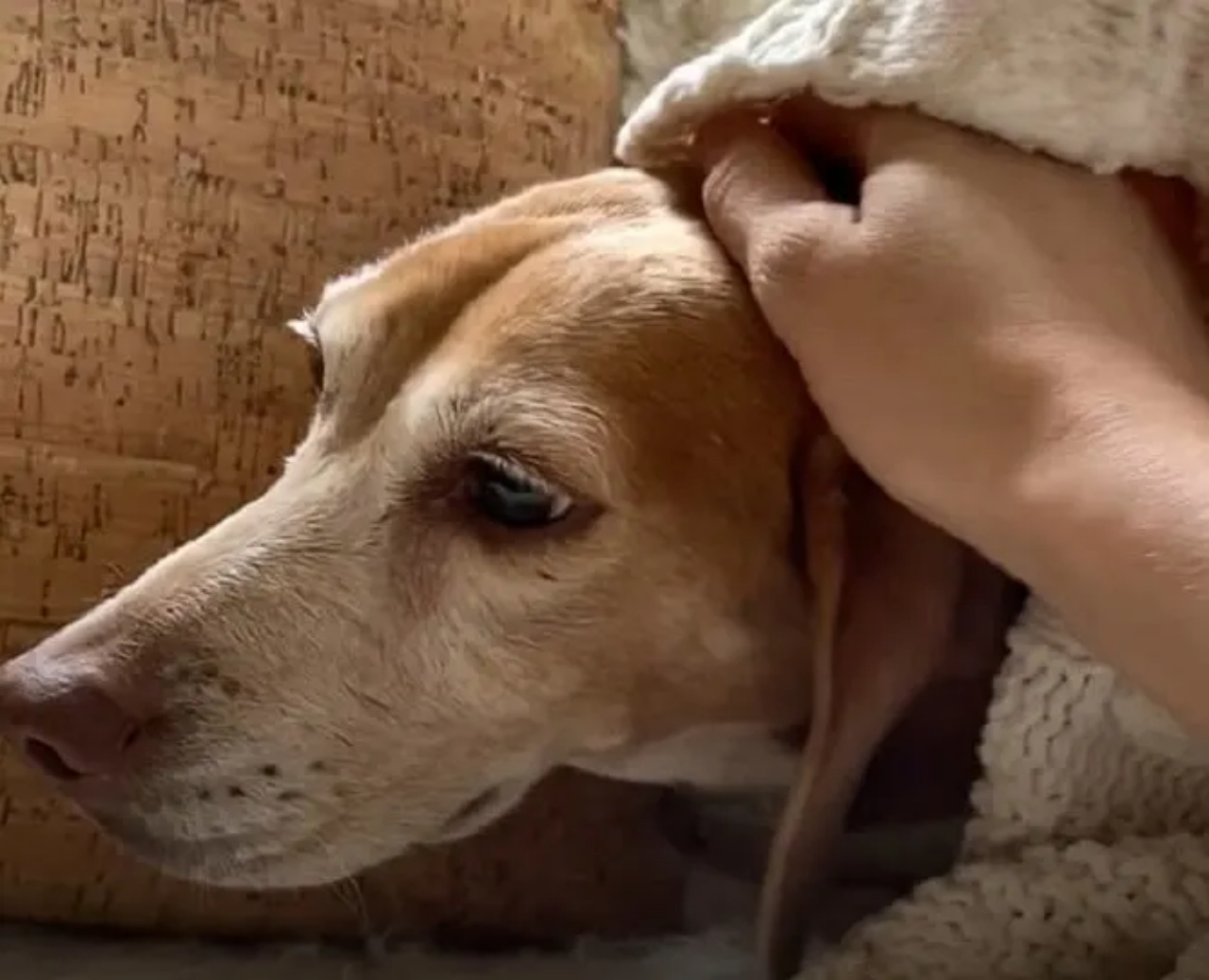 beagle spaventato nuova vita