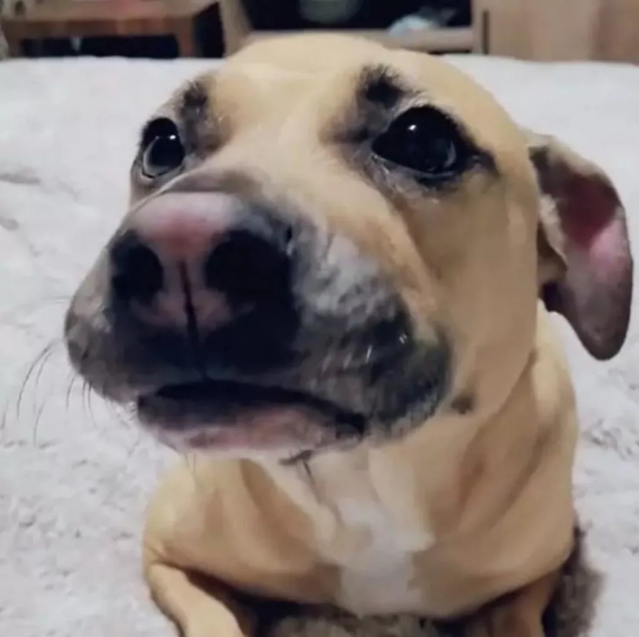 un cane ed un bambino