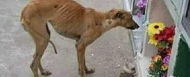 cagnolino visita tomba