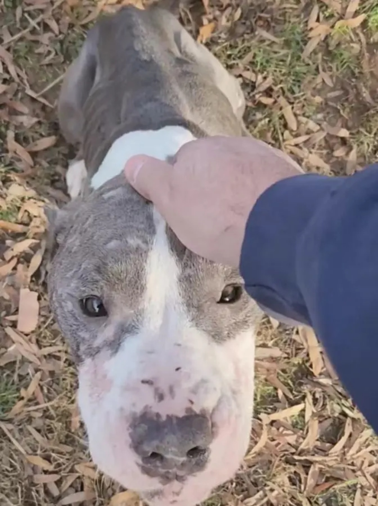 cane abbandonato amore