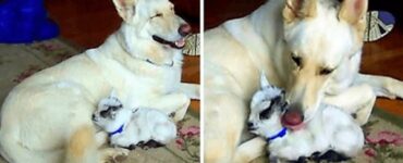 cane adotta capra