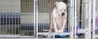 cane distrutto gabbia