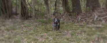 cane legato bosco