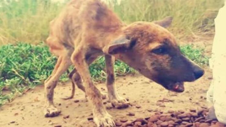 cane malnutrito