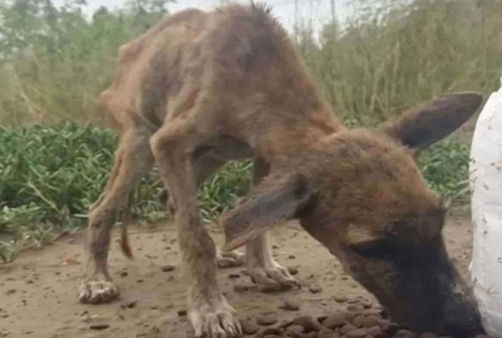 cane malnutrito