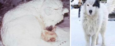 cane salvato neve