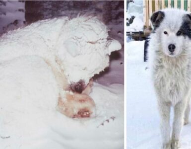 cane salvato neve