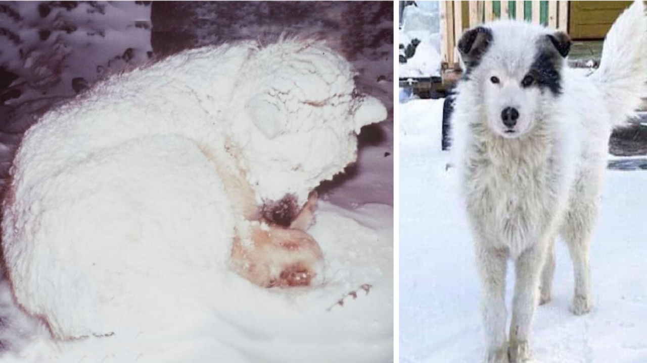 cane salvato neve
