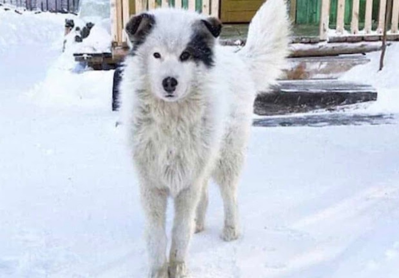 cane salvato nuova vita