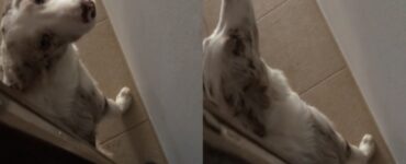 cane sbarra porta