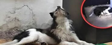 un cane che ulula