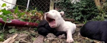 cucciolo bloccato aiuto