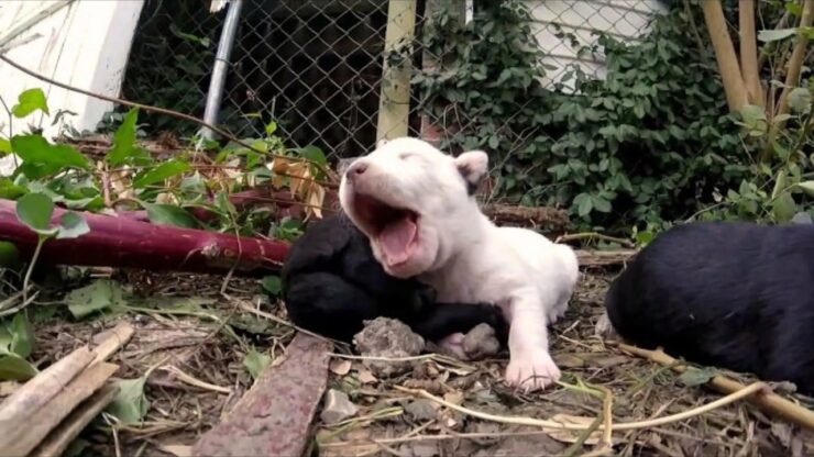 cucciolo bloccato aiuto