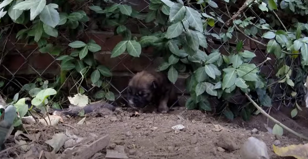 cucciolo bloccato bosco