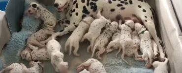 dalmata sforna cuccioli