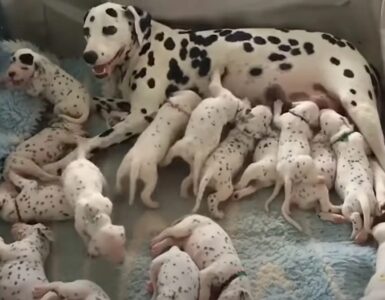 dalmata sforna cuccioli
