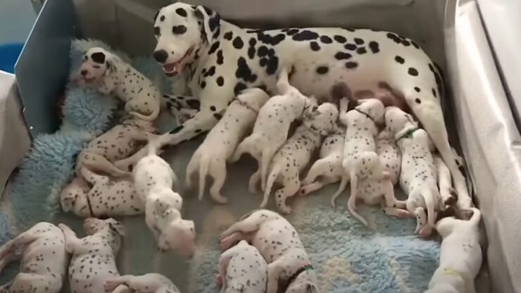 dalmata sforna cuccioli