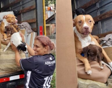 donna trasloca cani
