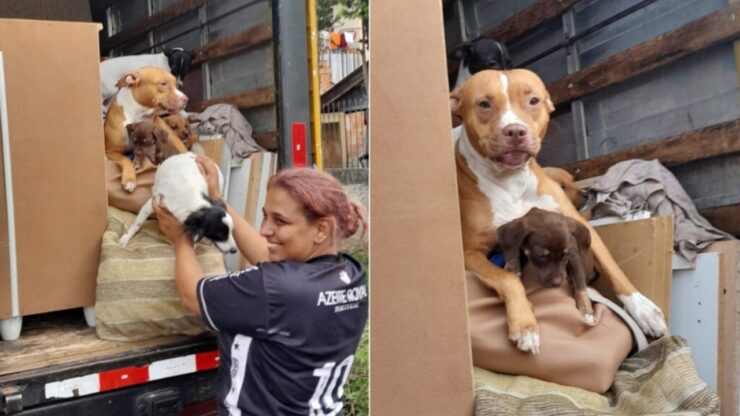donna trasloca cani
