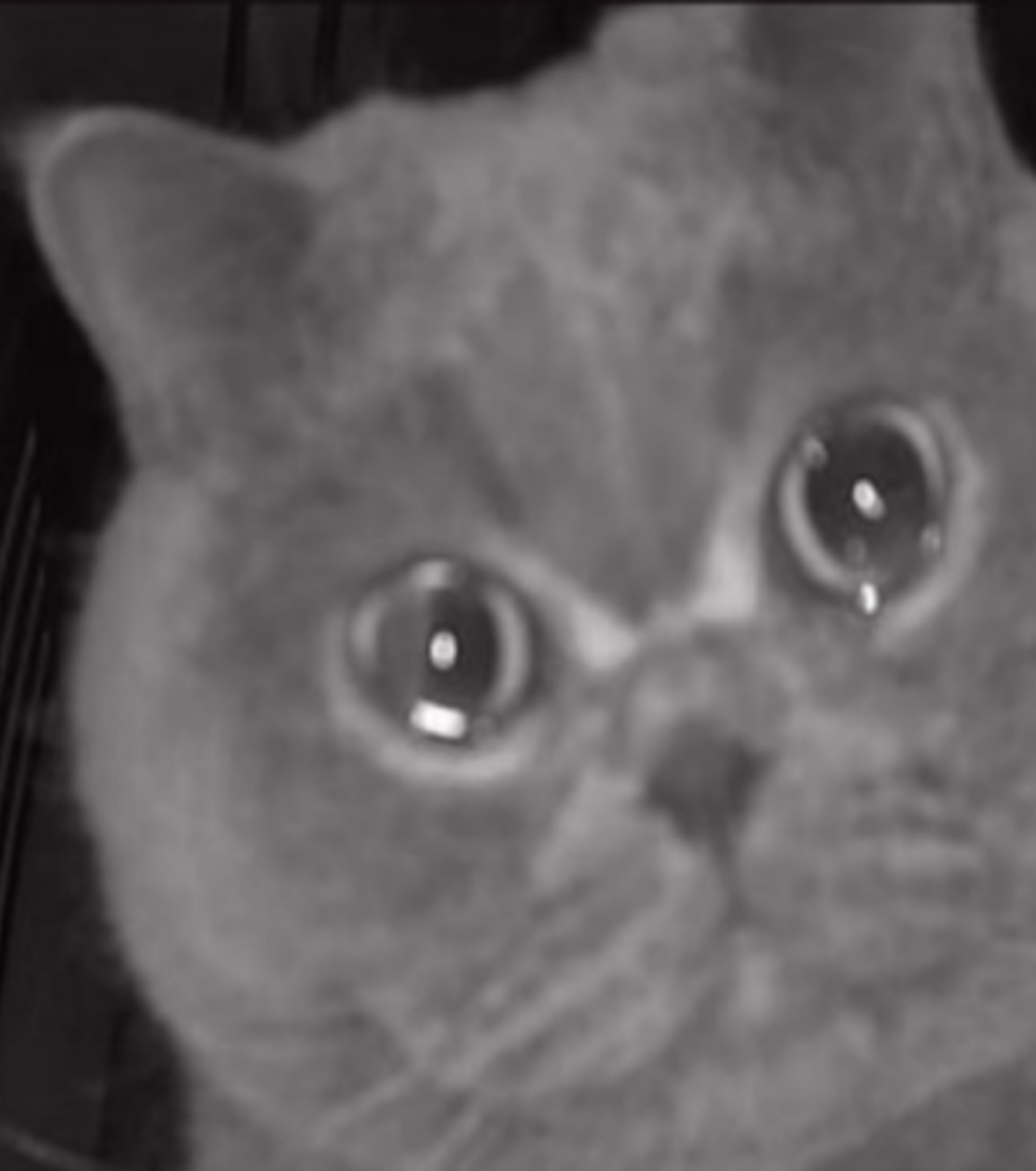 gatto piange grigio